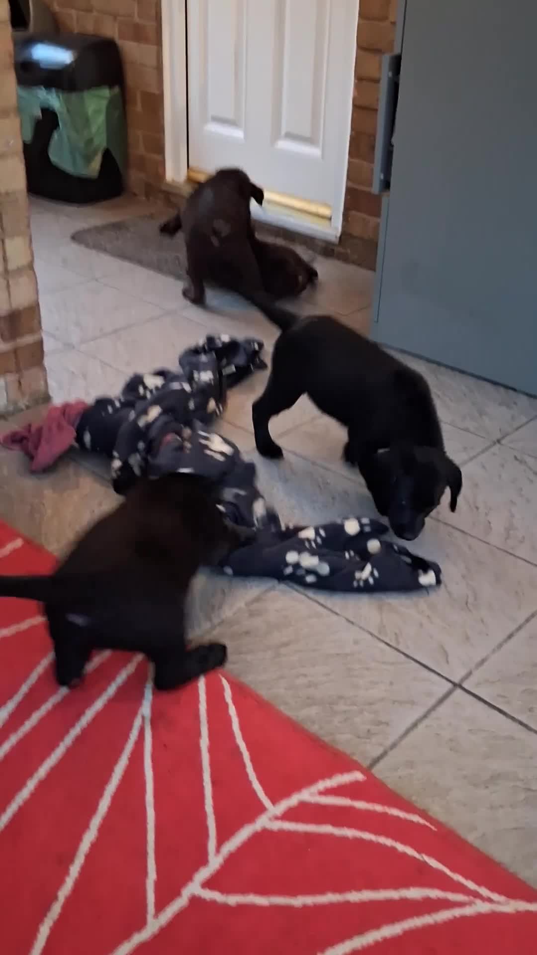 Labrador Retriever dogs for sale: Stunning big pedigree labrador puppies - Video 1