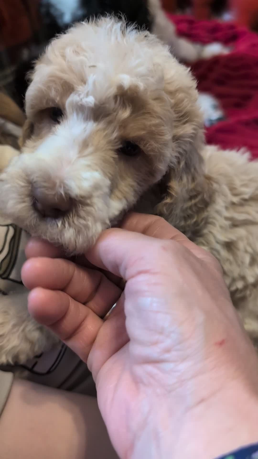 Standard Poodle dogs for sale: Beautiful brown/ white parti girl  - Video 1
