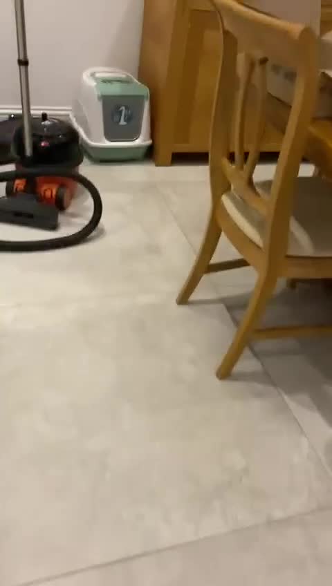 Mixed Breed dogs for adoption: LITTLE DANNIE LOOKING FOR LOVE - Video 1