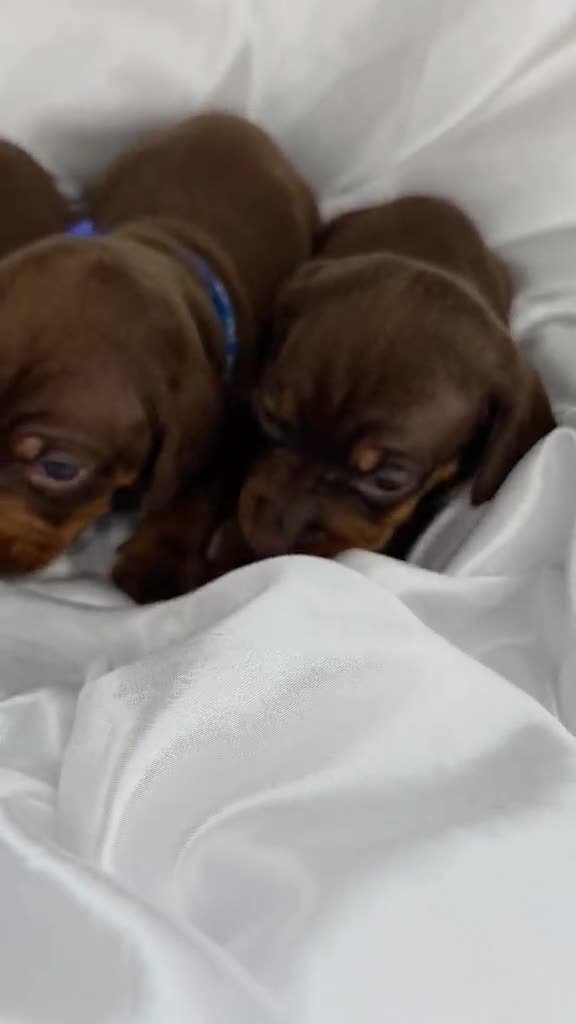 Dachshund dogs for sale: Beautiful Dapple Dachshund Puppies - Video 1
