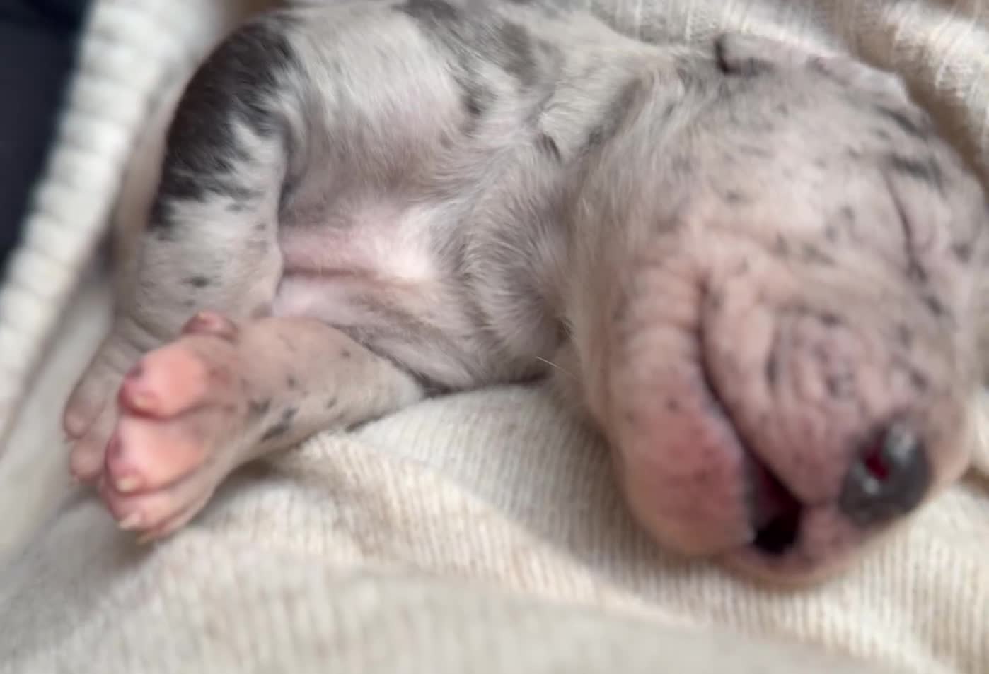 Great Dane dogs for sale: KC Reg READY NEXT WEEK 🐶 HEALTH TESTED 🐶 - Video 1