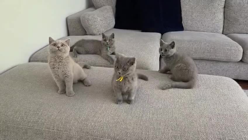 British Shorthair cats for sale: Blue British Shorthair ✨ chunky teddy bear kittens - Video 1