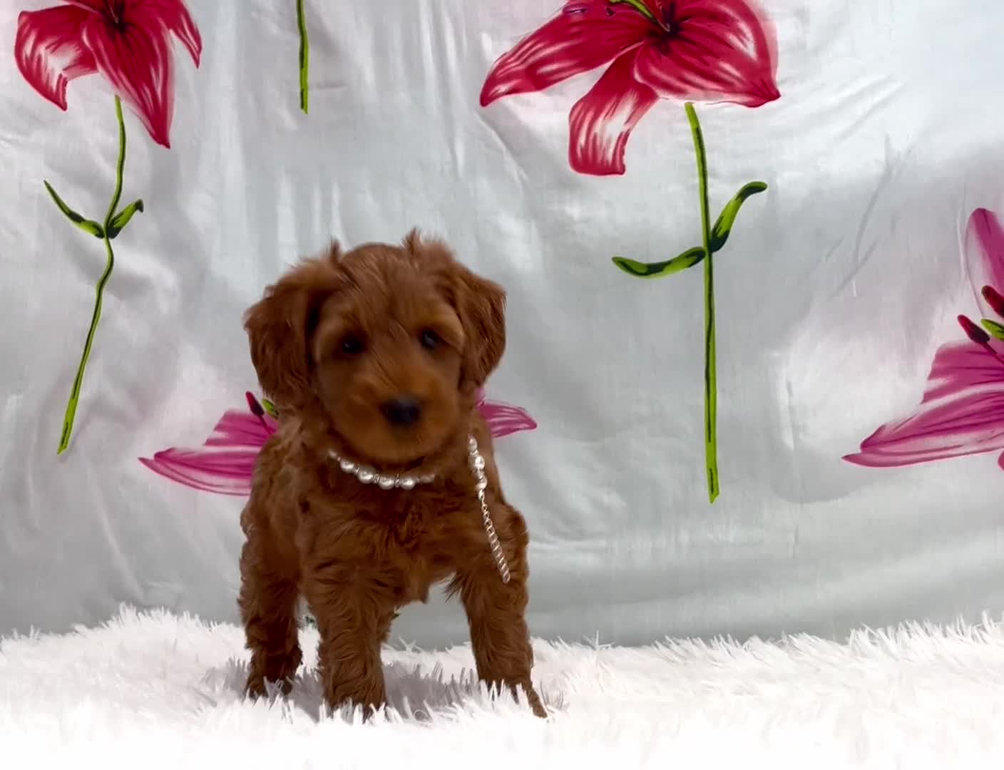 Miniature Poodle dogs for sale: ⭐️F2B Hypoallergenic DNA CLEAR Red Mini Cockapoos in Torquay - Video 1