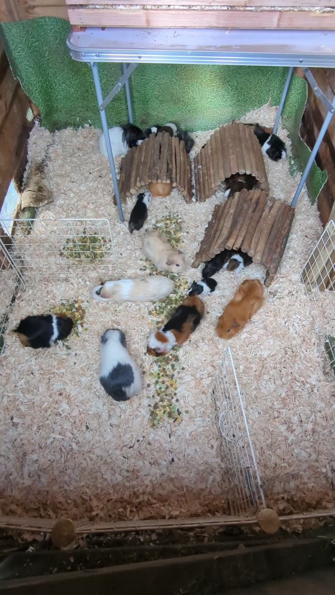 Guinea Pig rodents for sale: Baby boy piggies - Video 1