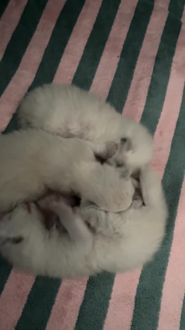 Ragdoll cats for sale: Ragdoll kittens  - Video 1
