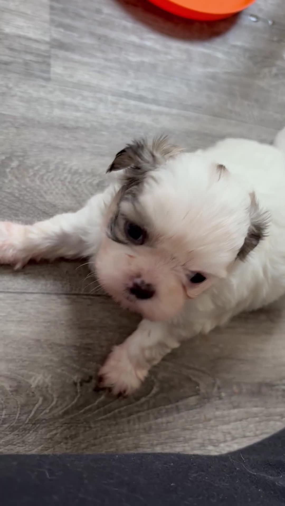 Shih Tzu dogs for sale: 4 Shih tzu girls  - Video 2