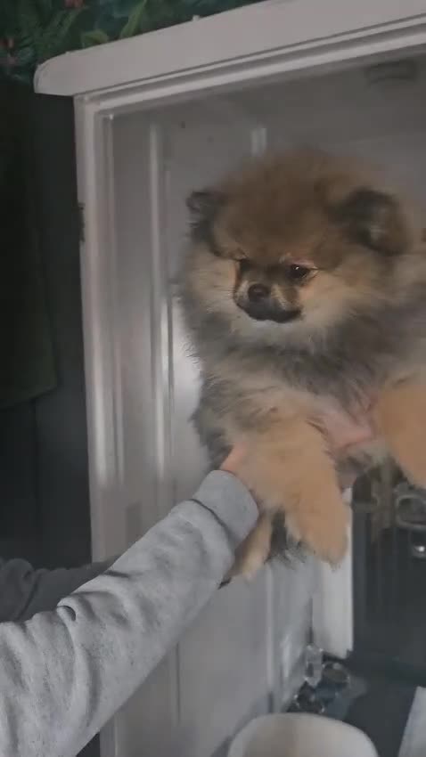 Pomeranian dogs for sale: Female Pomeranian Girl - Video 1