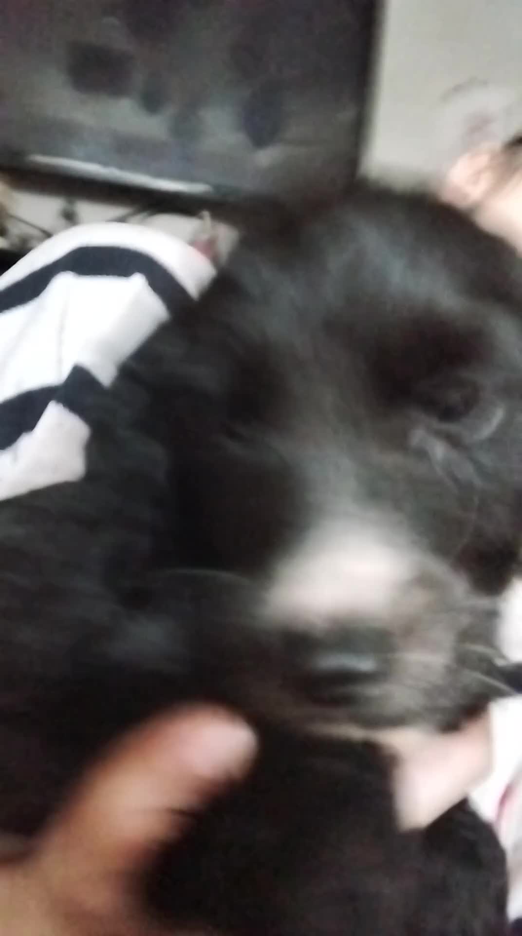 Cocker Spaniel dogs for sale: Last boy  - Video 1