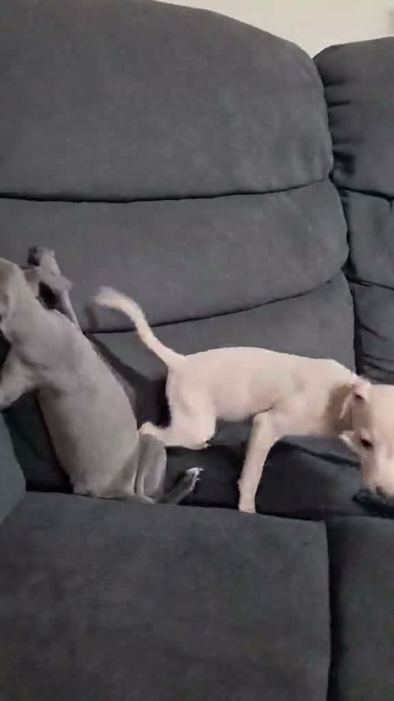 Italian Greyhound dogs for sale: Italian Greyhound Puppies in Launceston - Video 1