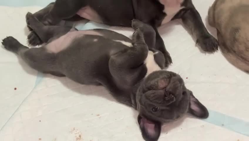 French Bulldog dogs for sale: MerlexIsabella puppy’s  - Video 1