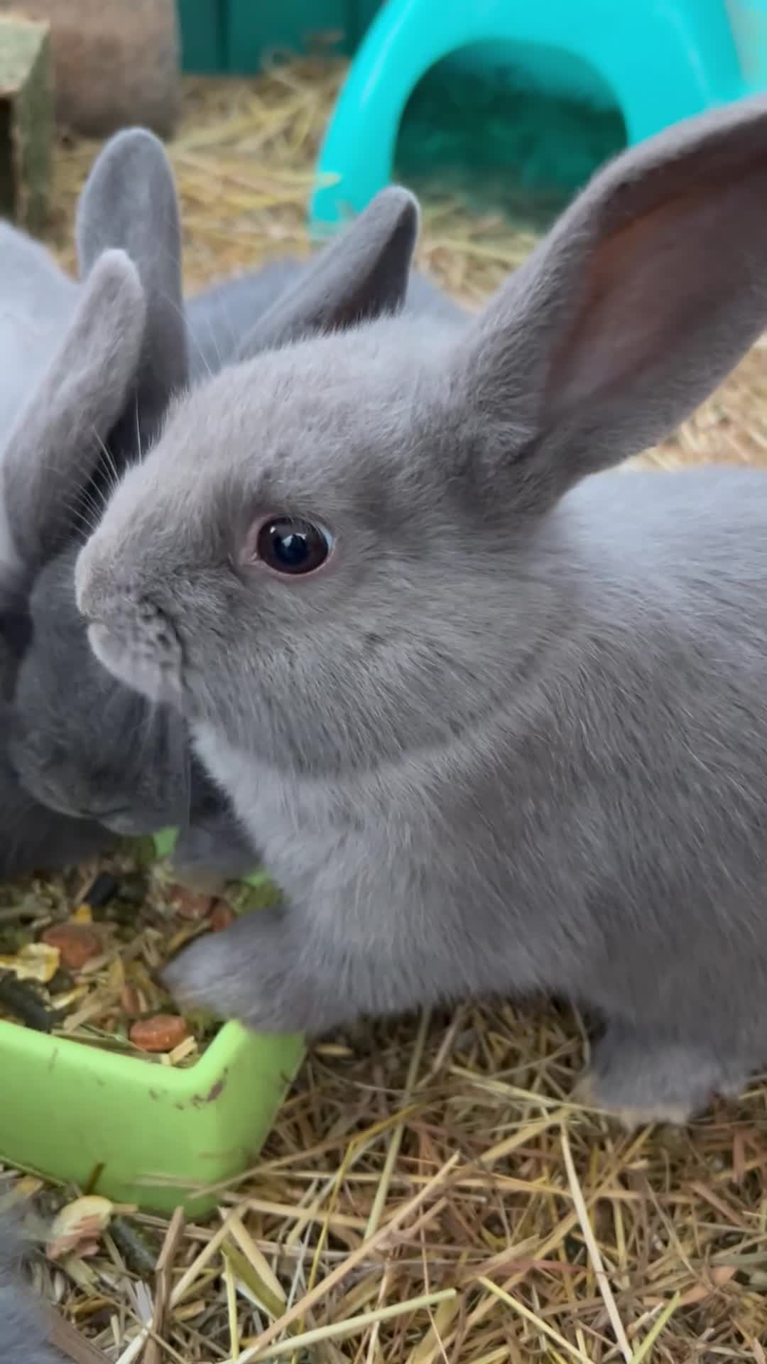 Mixed Breed rabbits for sale: Adorable Mini lop mix loin head babies  - Video 1