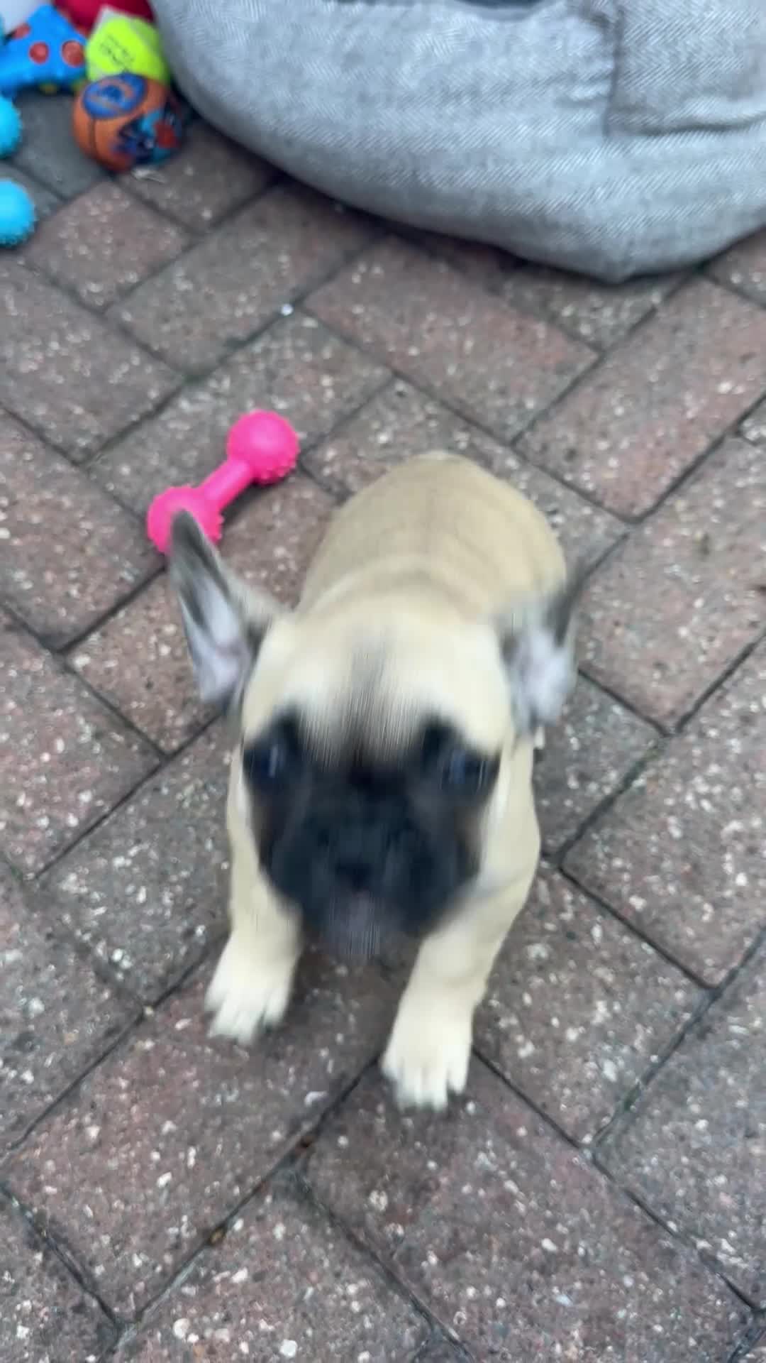 French Bulldog dogs for sale: French bulldog  - Video 1