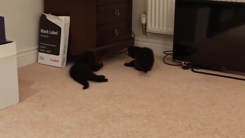 Mixed Breed cats for sale: British shorthair and Persian mix kitten - Video 1