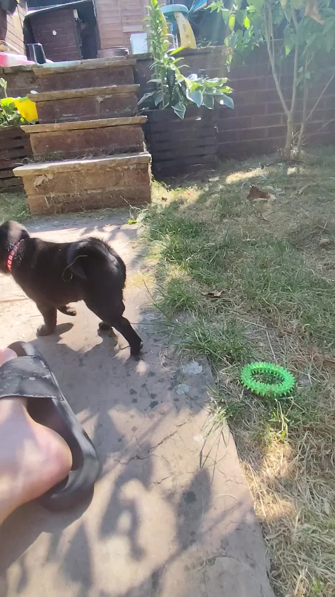 Pug dogs for sale: Pug puppies for sale - Video 3