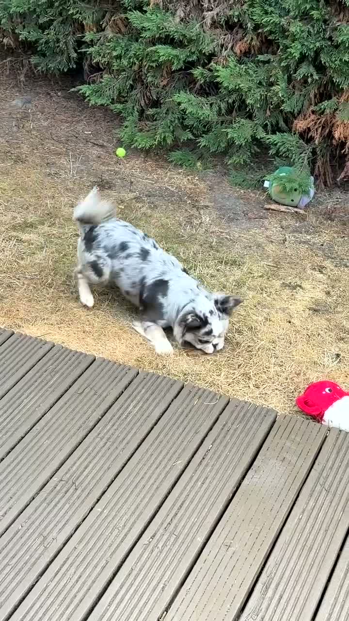 French Bulldog dogs for stud: Frenchie x Australian Shepard  - Video 1