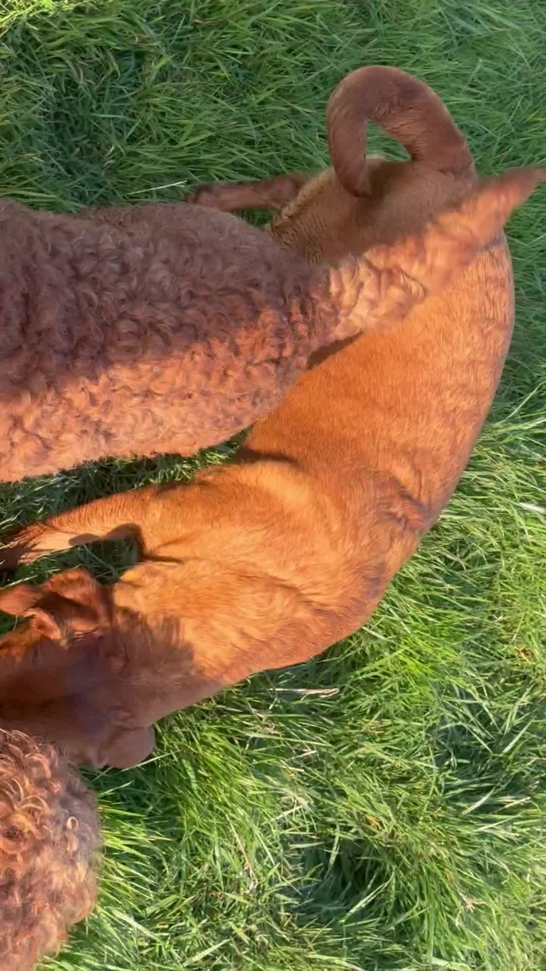 Labrador Retriever dogs for sale: THREE 6 YR OLD WORKING LABS. HIP ELBOW DNA PERFECT - Video 2