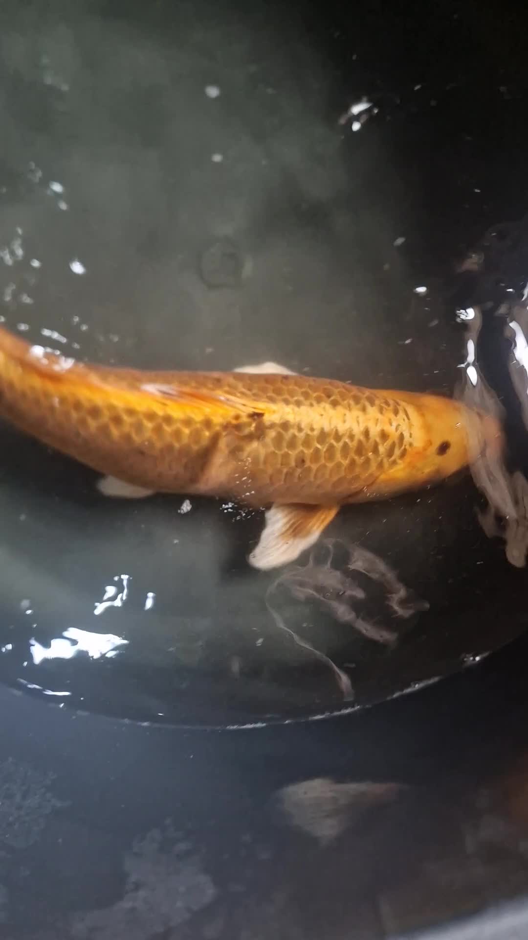 Koi Carp fish for sale: Koi for sale - Video 2