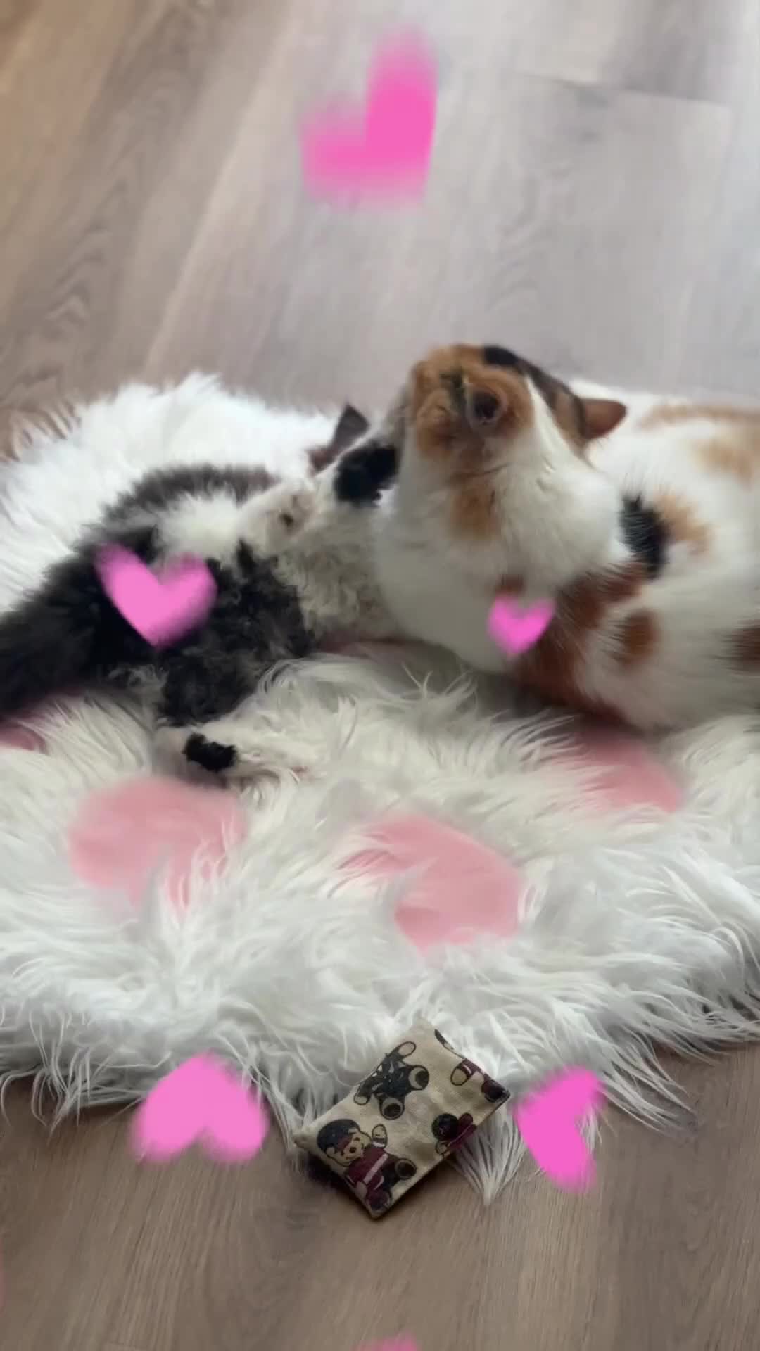 British Longhair cats for sale: Champion line PEDIGREE BLH/BSH kittens 🩵🩷💙 - Video 2