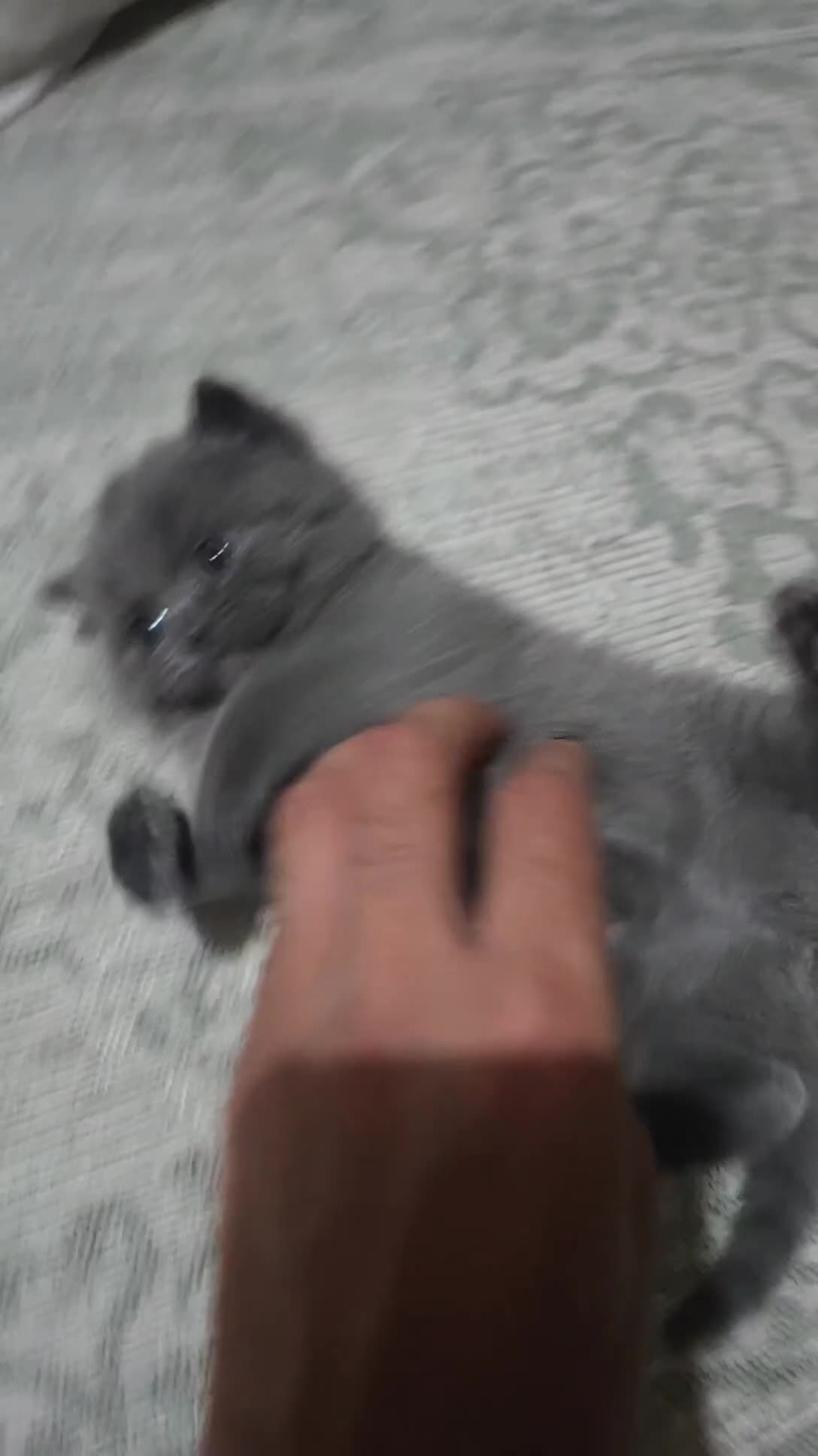 British Shorthair cats for sale: British Short Hair in Bradford - Video 1