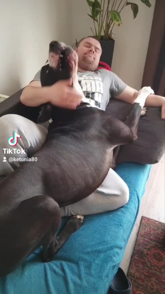 Great Dane dogs for stud: OPEN FOR STUD Stunning Apollo in Bathgate - Video 1