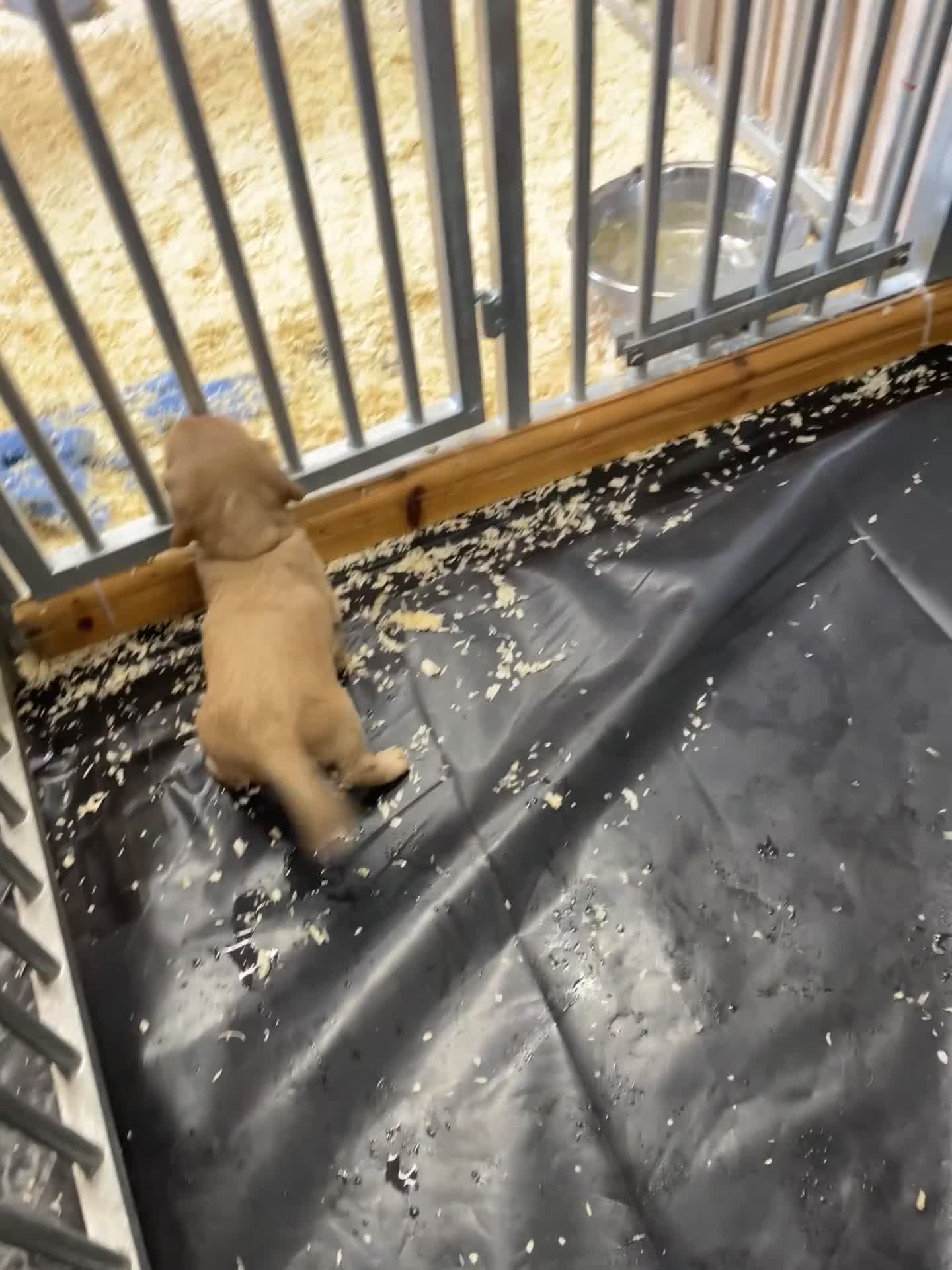 Cocker Spaniel dogs for sale: Beautiful KC Reg Working Cocker Pups - Video 1