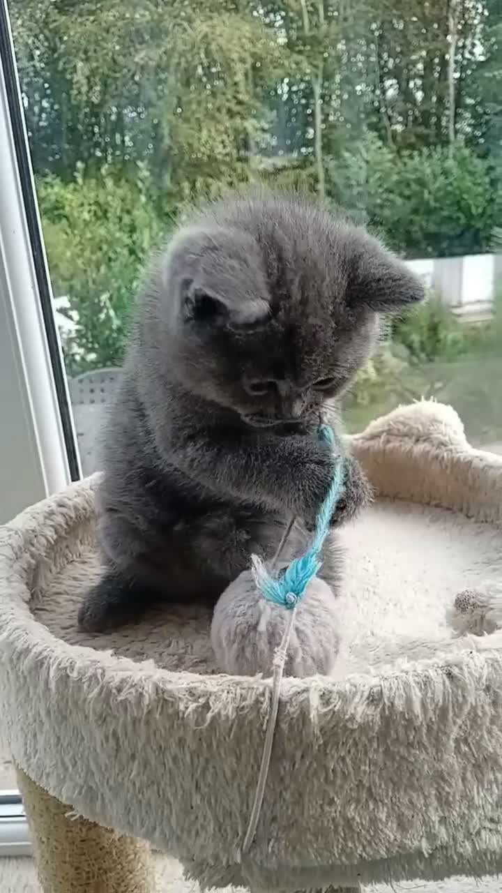 British Shorthair cats for sale: British Blue Shorthair  - Video 1
