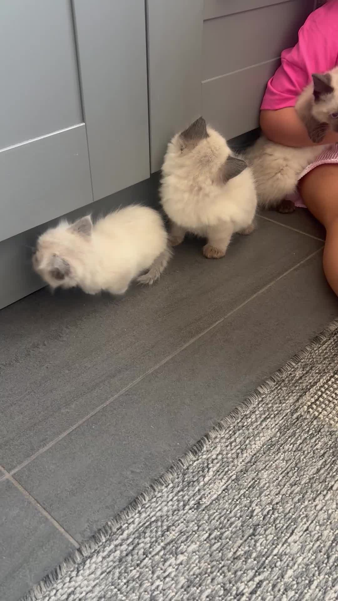Ragdoll cats for sale: Ragdoll kittens in Romford - Video 1