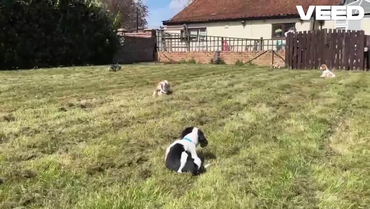 Beaglier dogs for sale: Beautiful Beagliers ❤️❤️ - Video 2