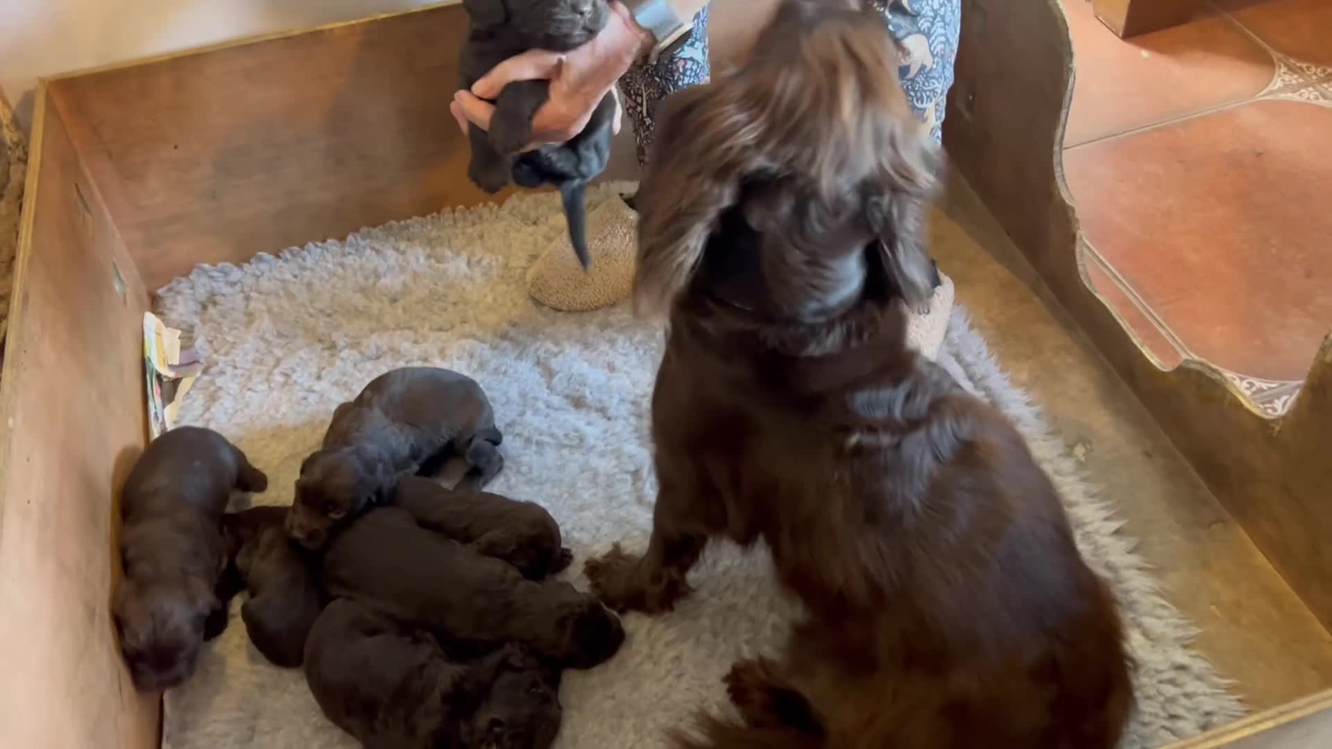 Cocker Spaniel dogs for sale: KC Reg Home bred Cocker Spaniel Pups - Video 1