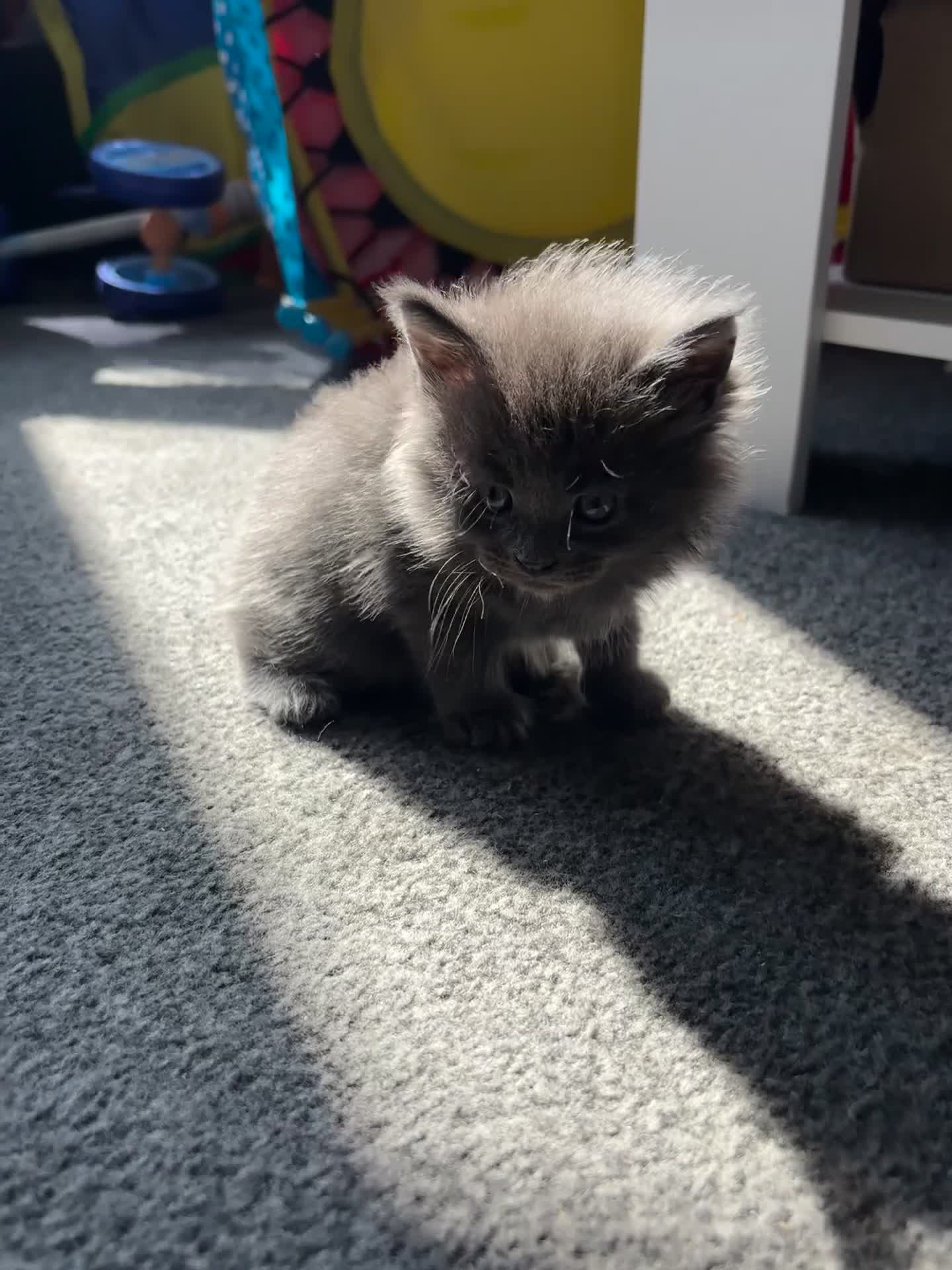 Maine Coon cats for sale: 🐾 TICA Registered Maine Coon Kittens 🐾 - Video 3