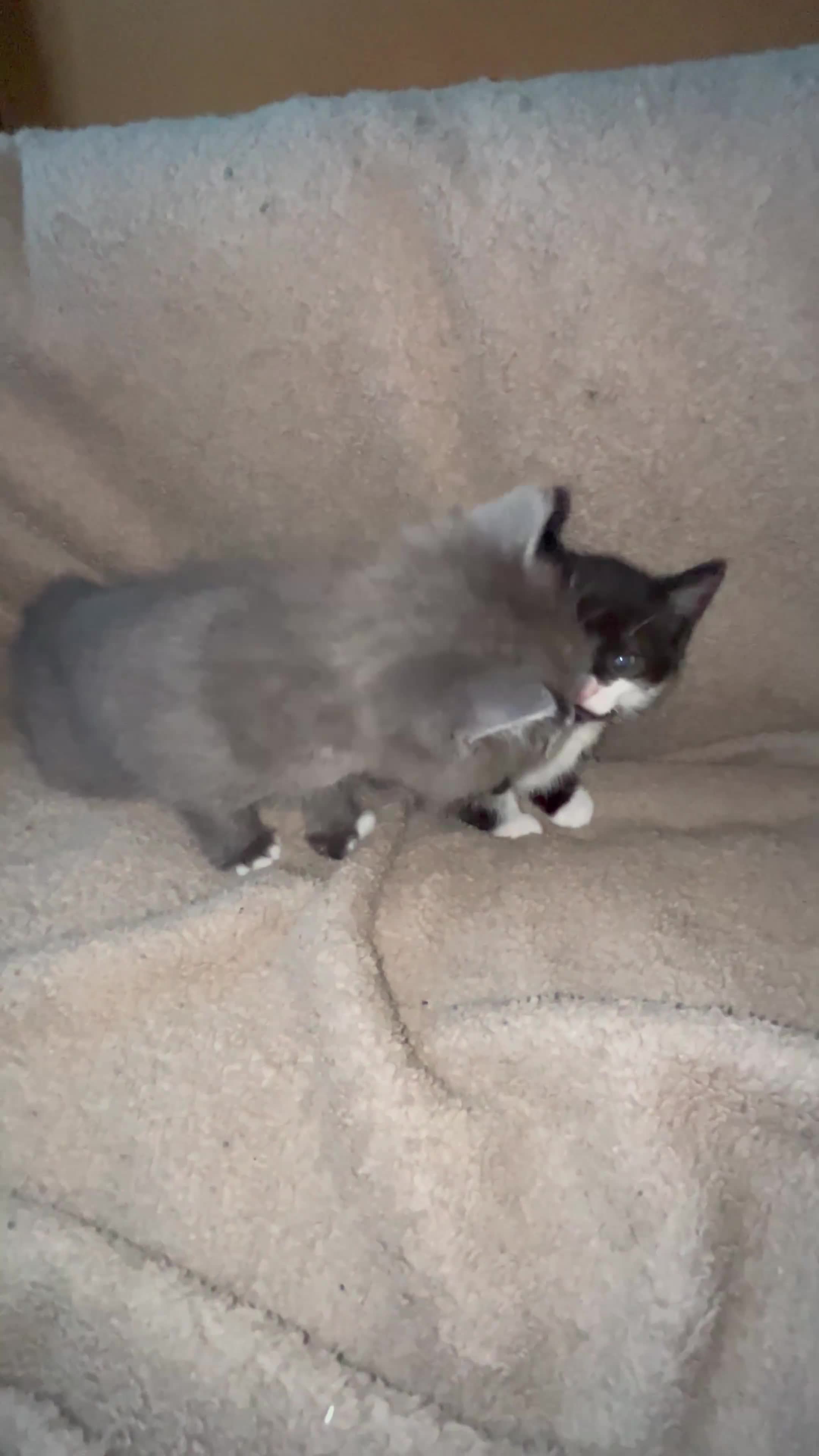 Mixed Breed cats for sale: 2 Kittens Available For their forever homes - Video 3