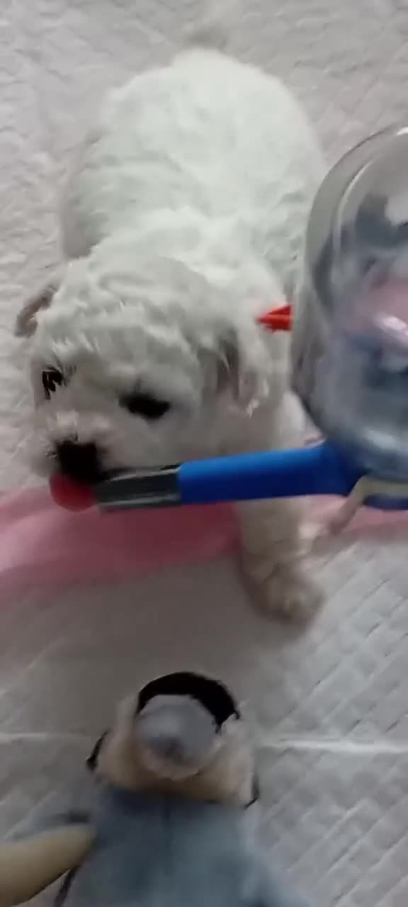 Bichon Frise dogs for sale: Bichon Frise (3 girls left ) - Video 3