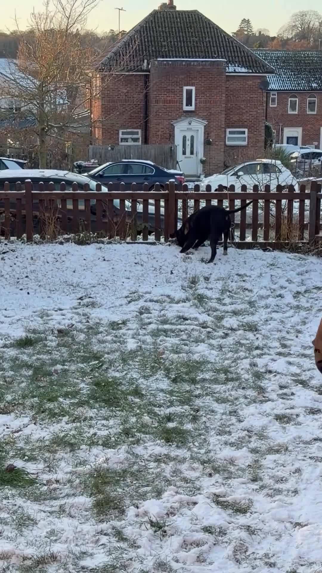 Cane Corso dogs for sale: Zeus  - Video 3