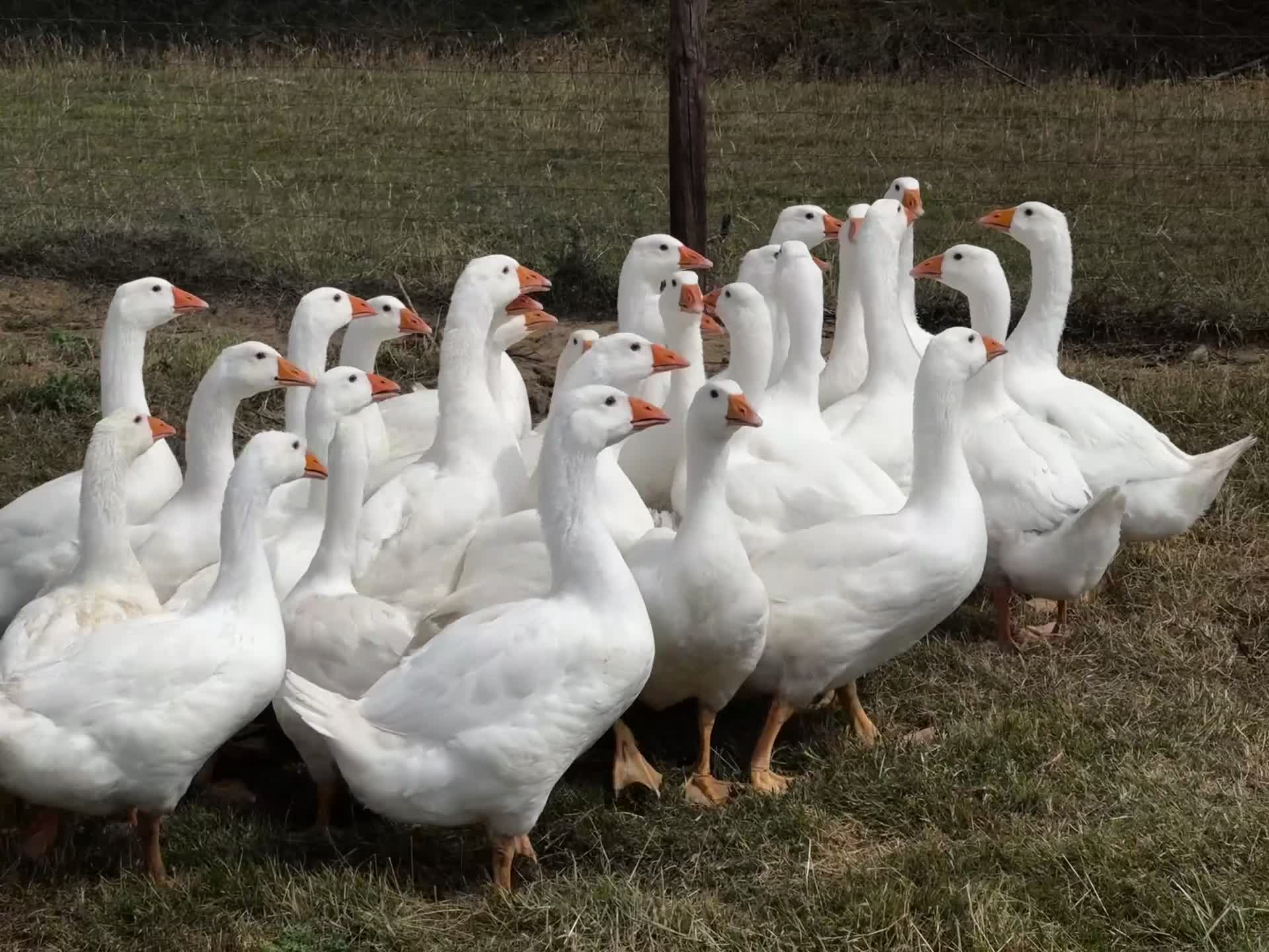 Geese poultry for sale: Embden Geese For Sale  - Video 1