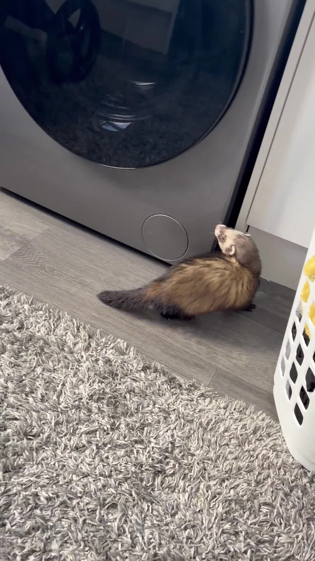 Ferret rodents for sale: 2 jills fully tamed with set up 🤍 - Video 1