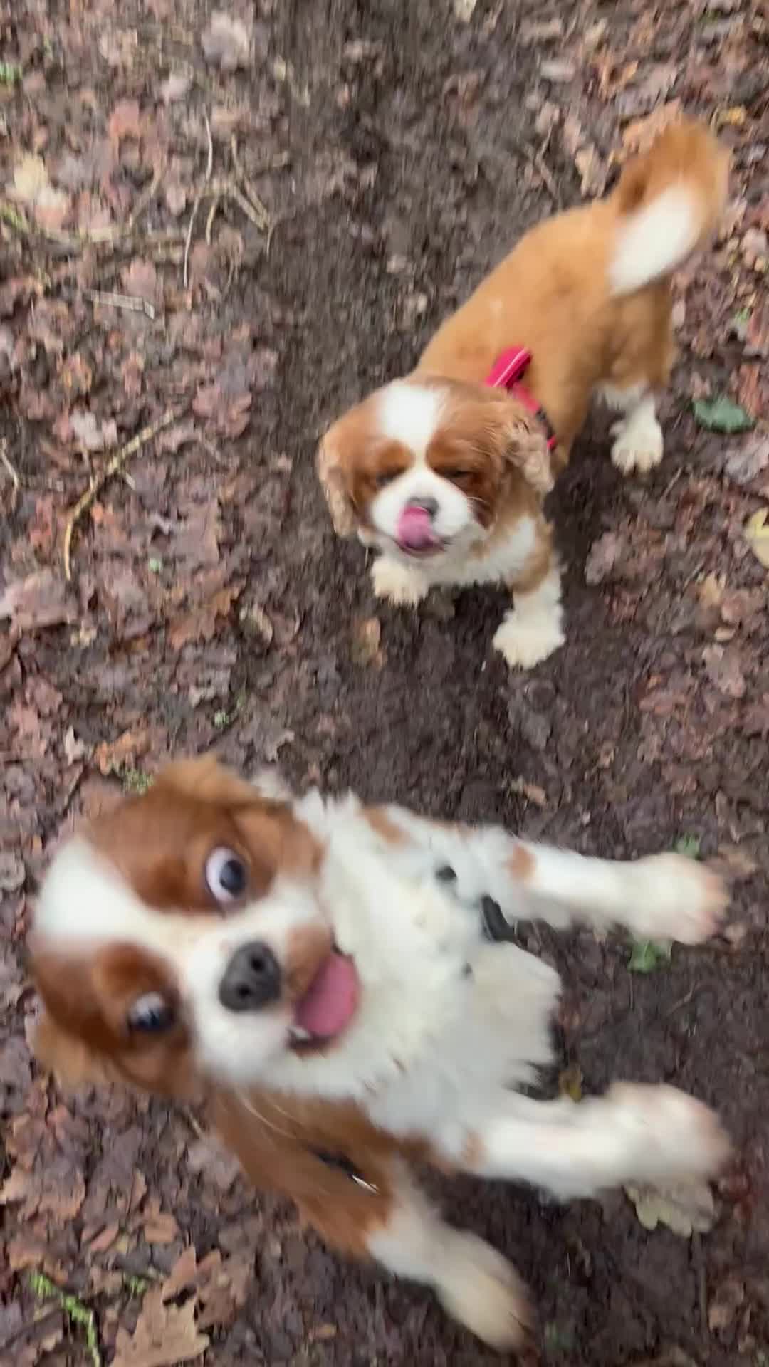 Cavalier King Charles Spaniel dogs for sale: 3 adult cavaliers (speyed)1 boy 2 girls  - Video 2