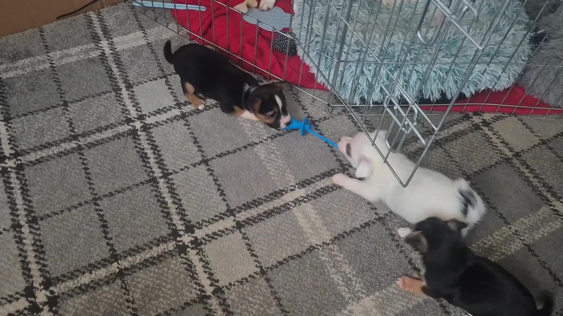 Mixed Breed dogs for sale: Miniature Jack Russell x Chihuahua Pups - Video 2