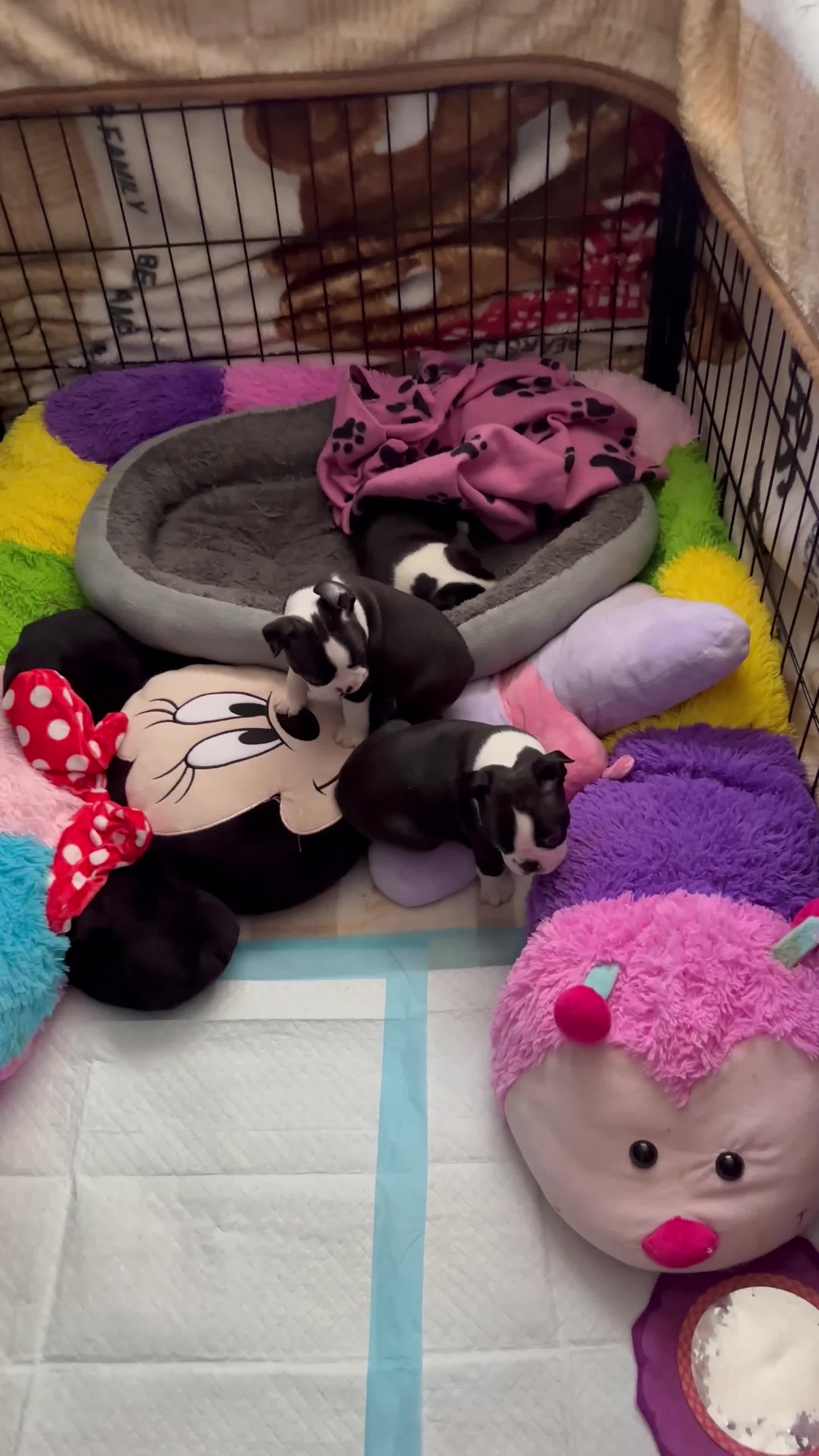 Boston Terrier dogs for sale: Boston Terrier 💙💙💙💙 puppy boy  - Video 2