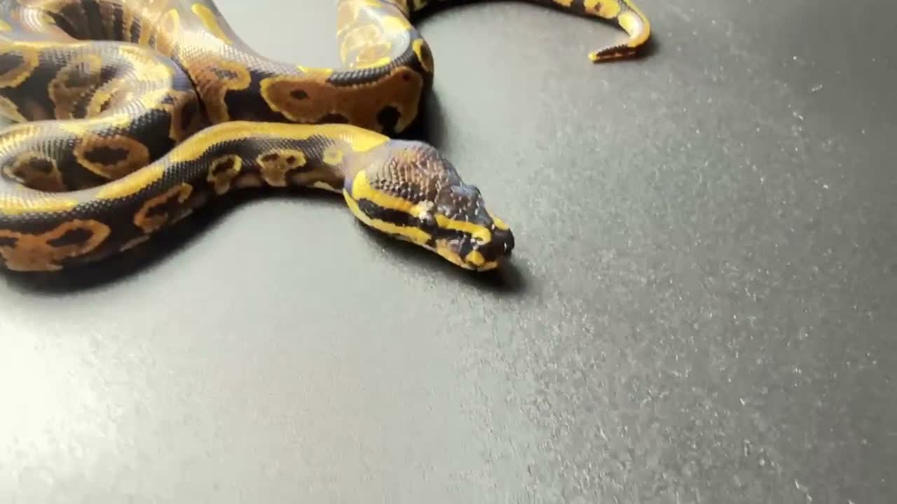 Python Snake reptiles for sale: Yellowbelly-het Pied Male - Video 1