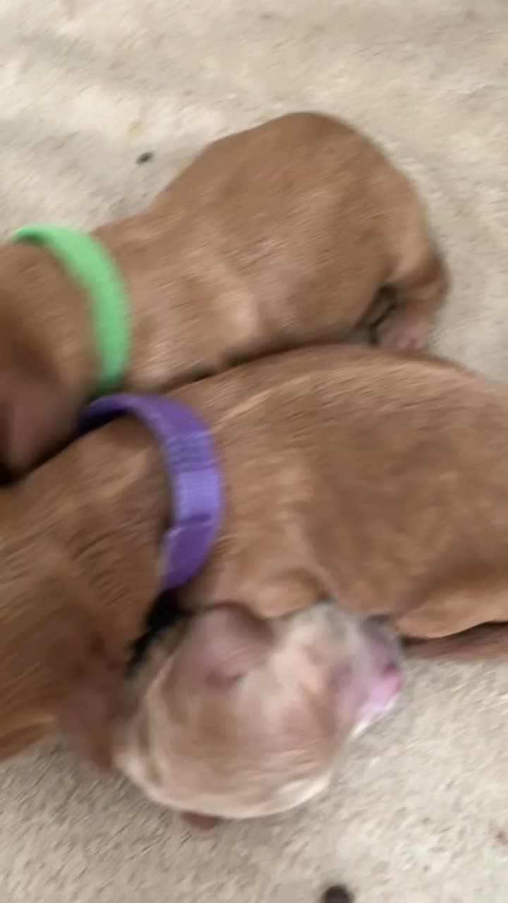 Cockapoo dogs for sale: Cockapoos  - Video 2