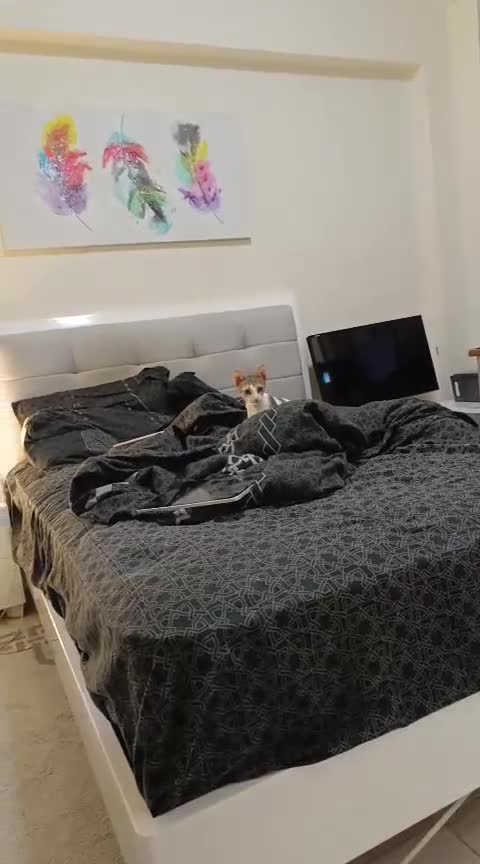 Mixed Breed cats for adoption: DANI - BUNDLE OF CUDDLES-FUN NEUTERED  - Video 2