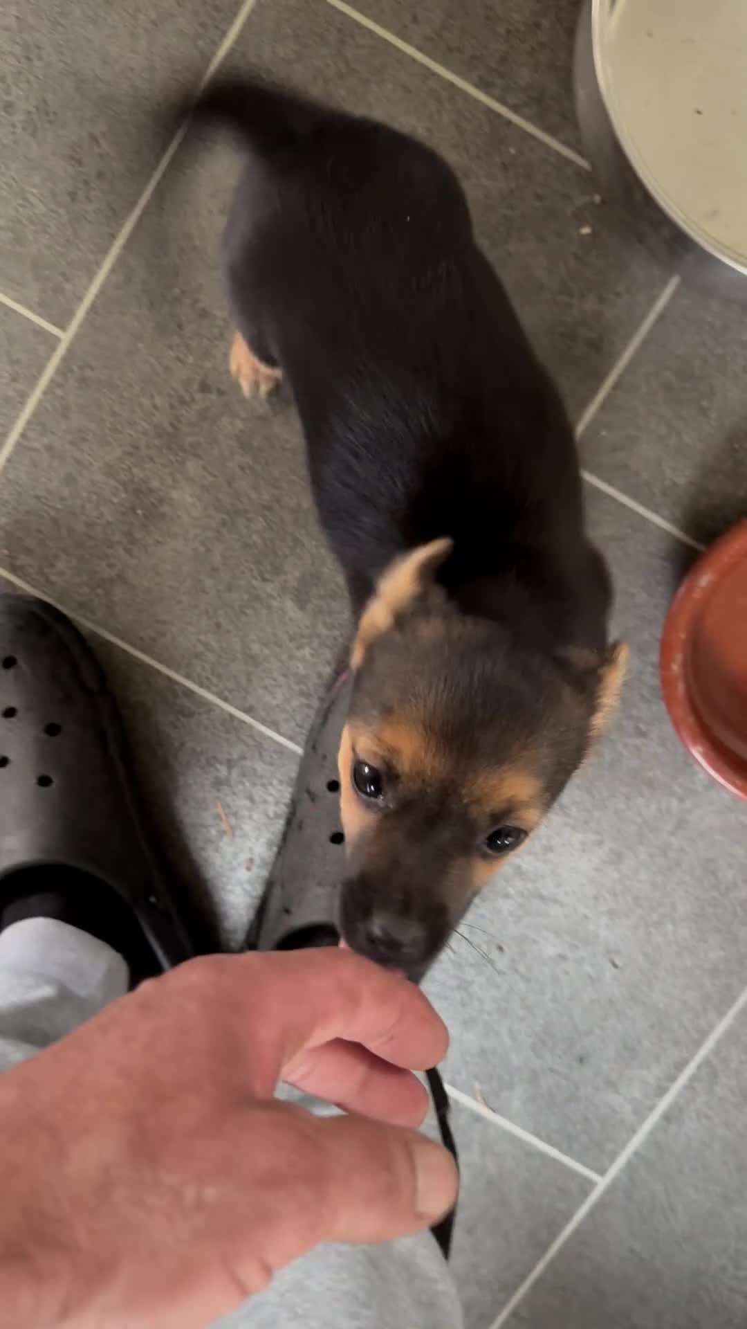 Mixed Breed dogs for sale: Tiny and beautiful  - Video 2