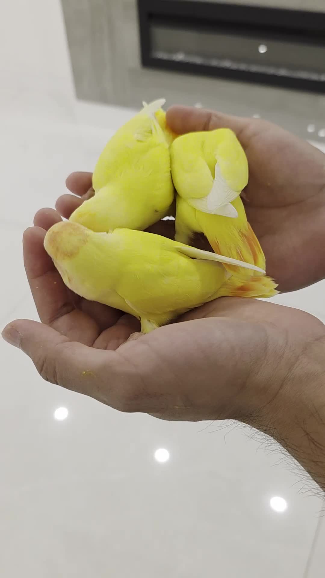 Lovebirds birds for sale: Super Tame, Hand-reared cuddly baby lovebirds  - Video 2