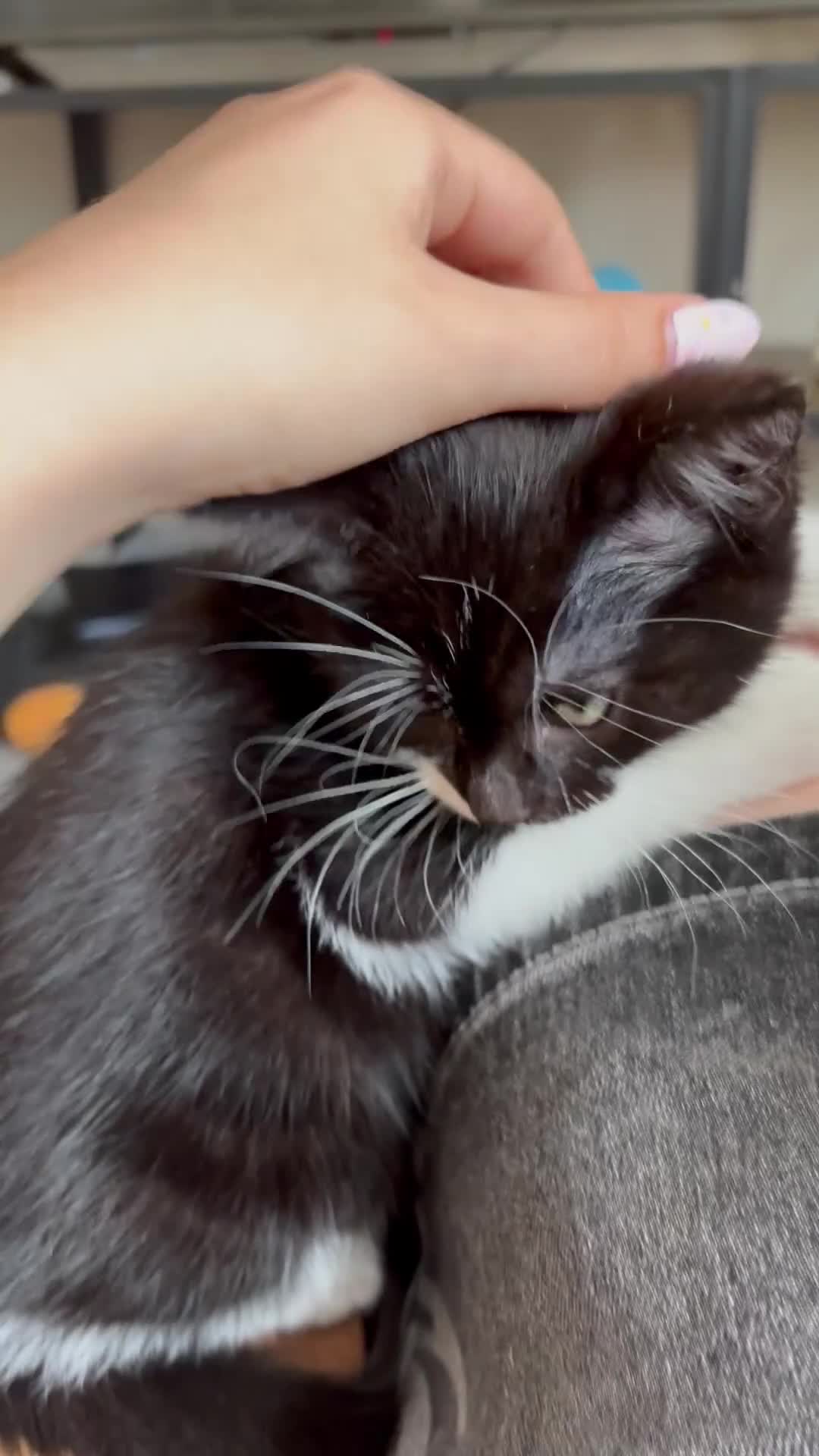 Mixed Breed cats for sale: Black and White Fluffy Male Kitten - Video 1