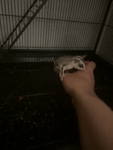 English rabbits for sale: Sugar gliders  in Salford - Video 1