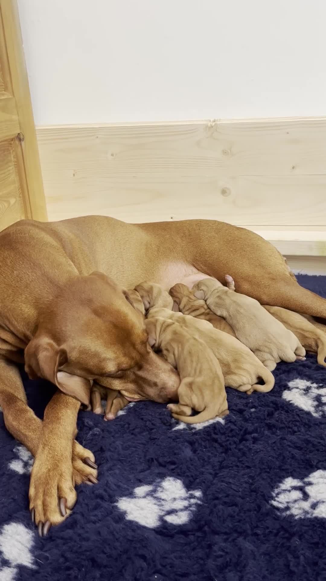 Hungarian Vizsla dogs for sale: Wirehaired Vizsla Pups (available from 3rd May) - Video 1