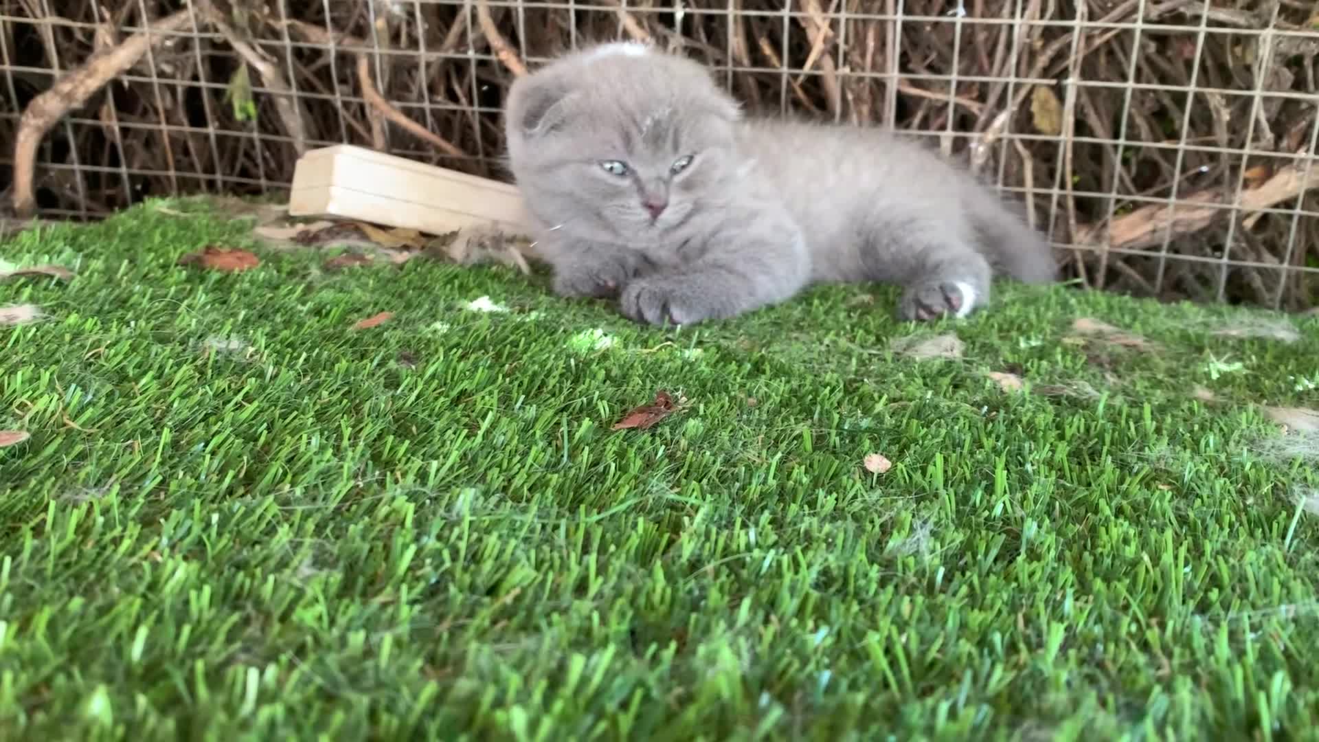 British Longhair cats for sale: British longhair x Scottish fold female kitten  - Video 1