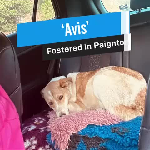 Mixed Breed dogs for adoption: Avis- 20 months - Available Devon area 🇬🇧🇬🇧 in Brixham - Video 5