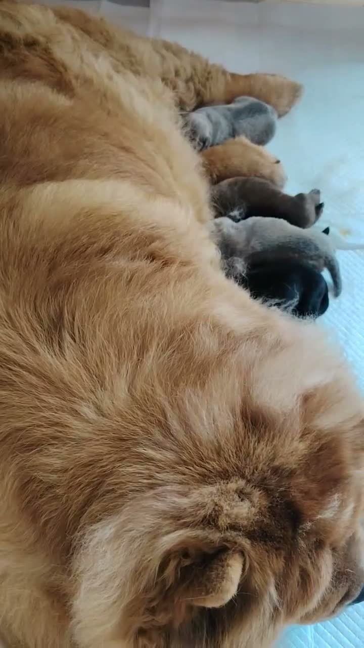 Chow Chow dogs for sale:  Beautiful Chow Chow Puppies – KC Registered 🐻 - Video 2