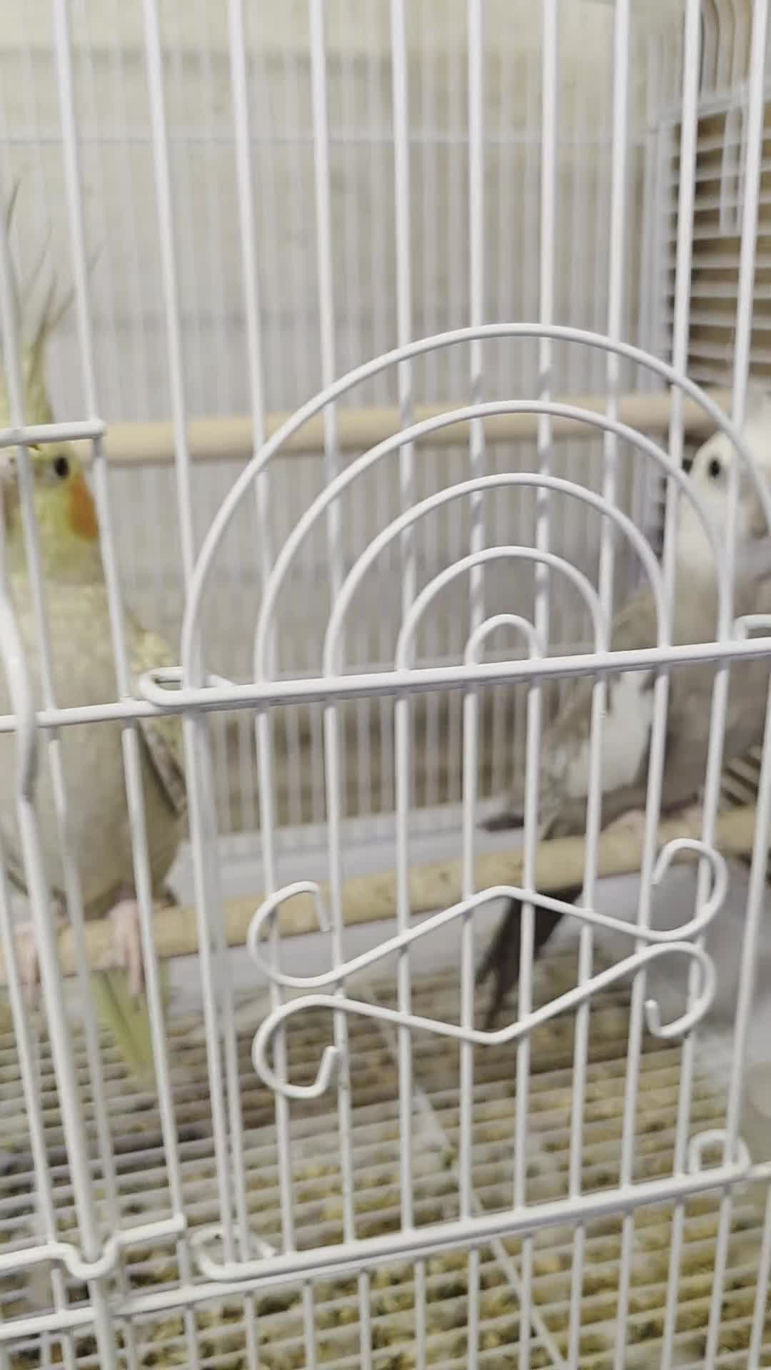 Cockatiels birds for sale: Breeding Pair Cockatiels  - Video 1